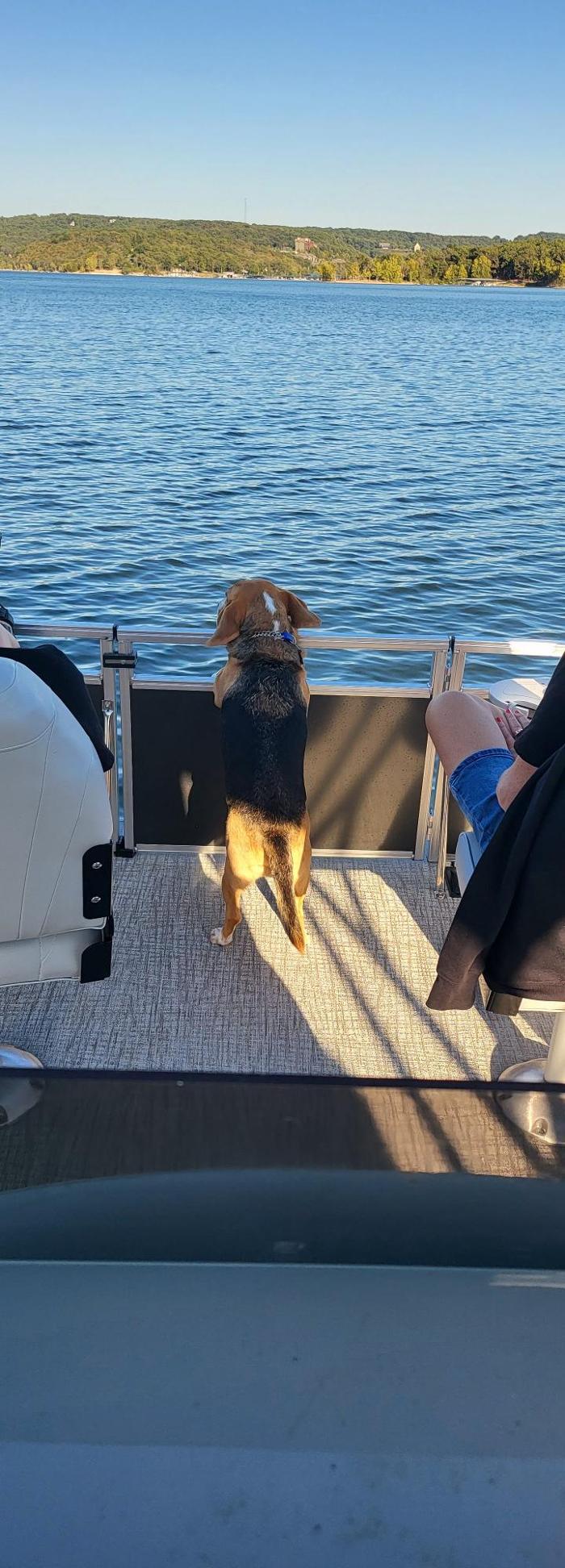 Pest Pups - Ridgedale, MO