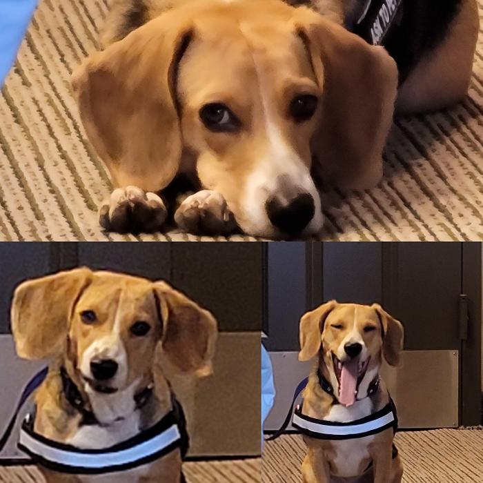 Pest Pups - Ridgedale, MO