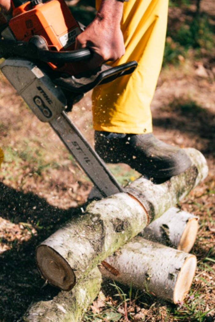 Laguna Beach Tree Care - Laguna Beach, CA