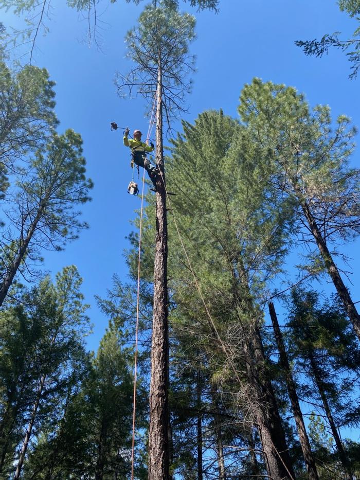 Carrillo Tree Service - Watsonville, CA
