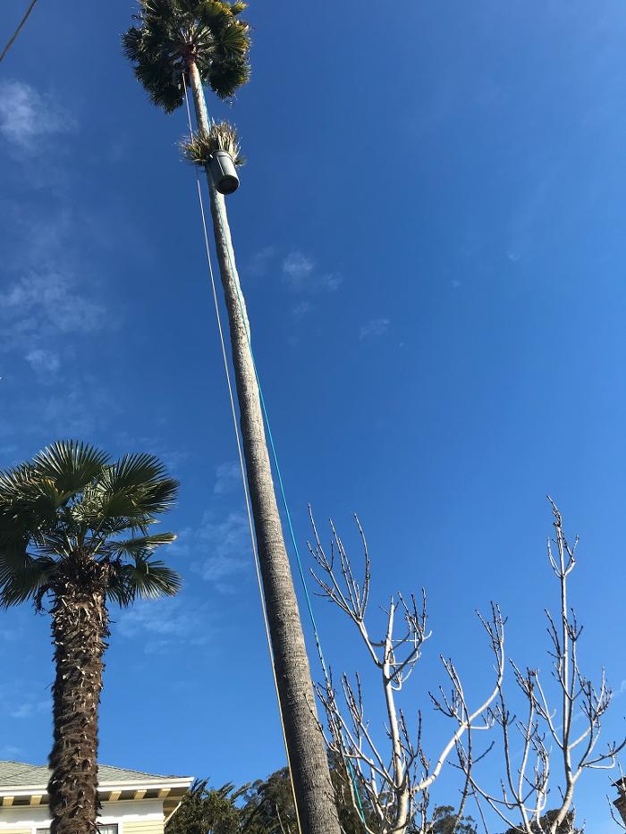 Carrillo Tree Service - Watsonville, CA