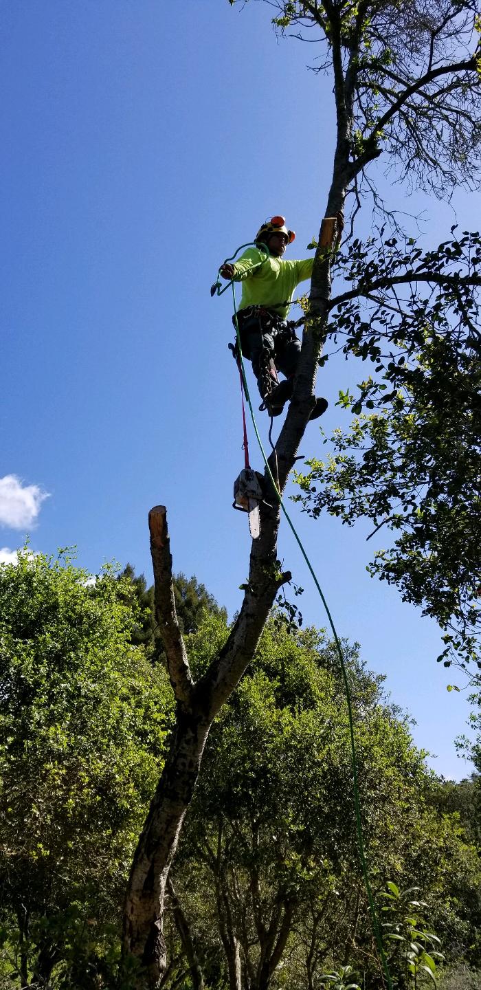 Carrillo Tree Service - Watsonville, CA