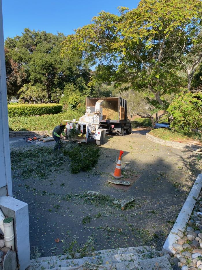 Carrillo Tree Service - Watsonville, CA