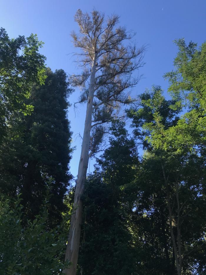 Carrillo Tree Service - Watsonville, CA