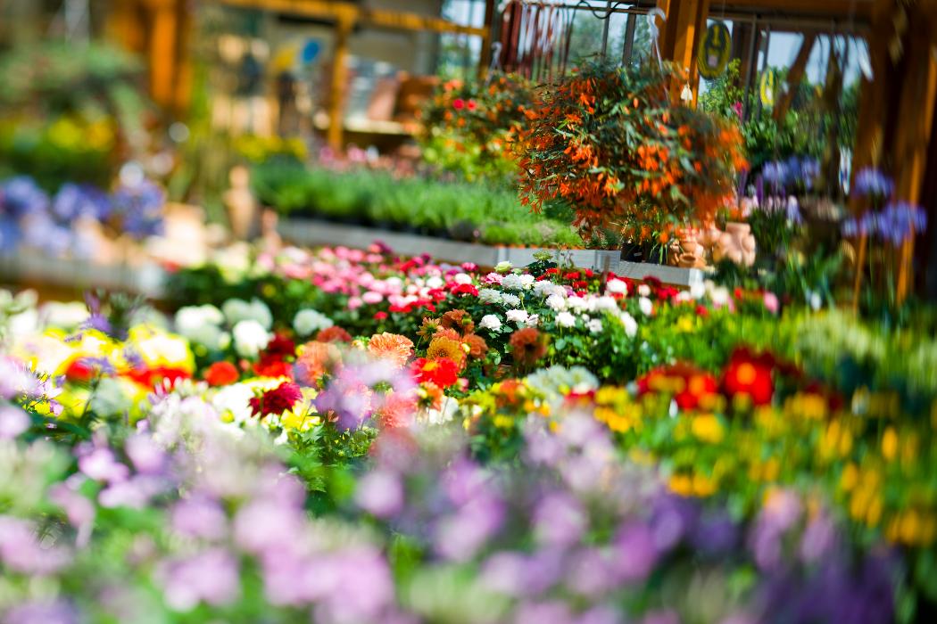 Micko Pflanzenparadies, Rosengasse in Lieboch