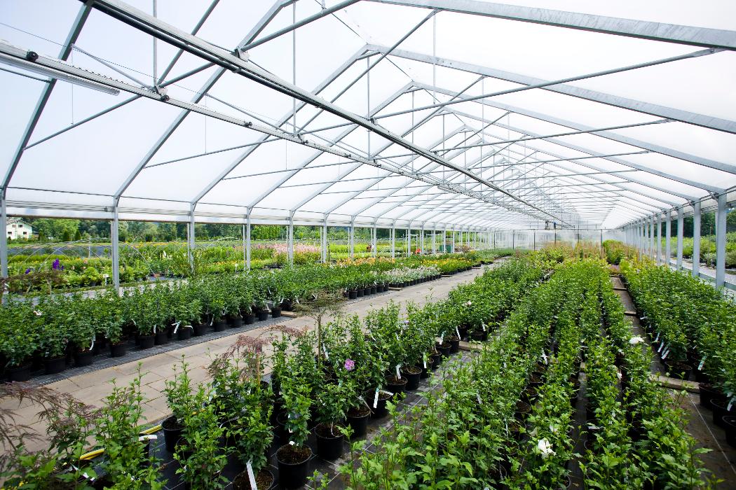 Micko Pflanzenparadies, Rosengasse in Lieboch