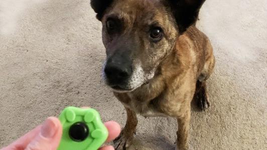 Tidenhunde Hundeschule Bremen, Lise-Meitner-Straße in Stuhr