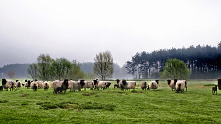 Hof Diestel, Ohlenhoff in Hambühren