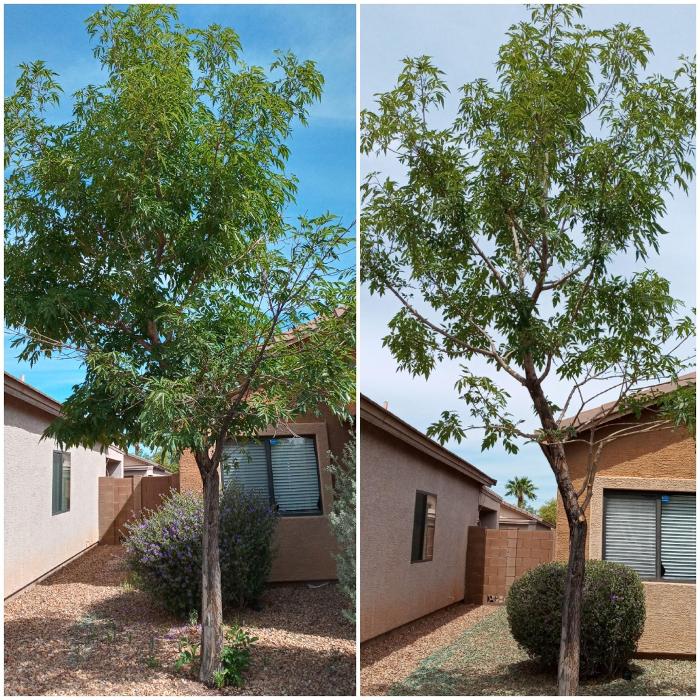 Milk and Honey Landscapes, LLC - Phoenix, AZ