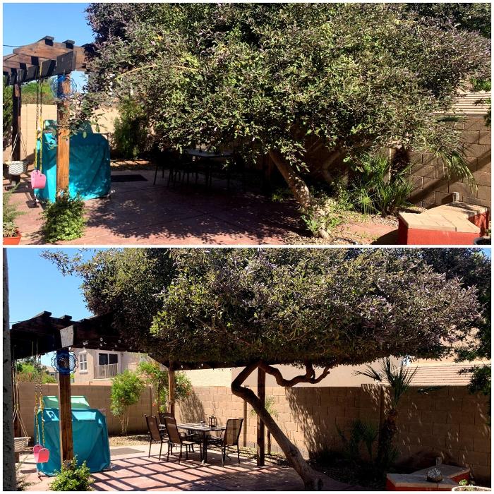 Milk and Honey Landscapes, LLC - Phoenix, AZ