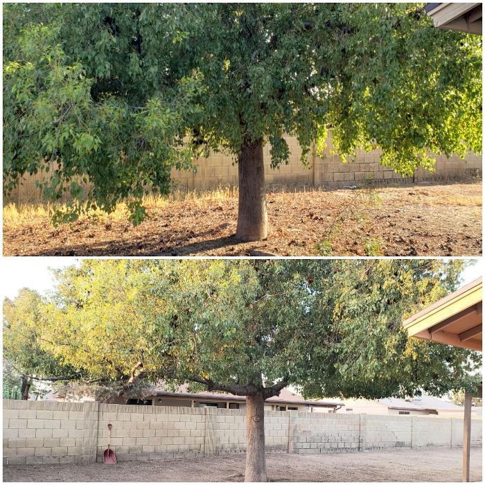 Milk and Honey Landscapes, LLC - Phoenix, AZ