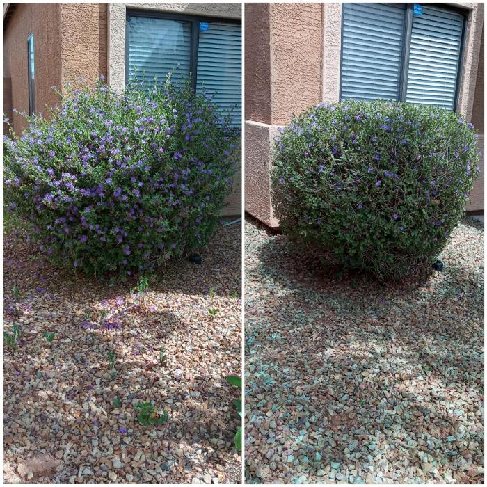 Milk and Honey Landscapes, LLC - Phoenix, AZ