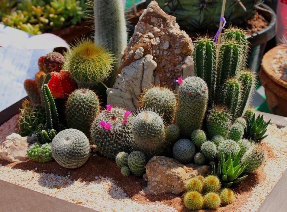 Milk and Honey Landscapes, LLC - Phoenix, AZ