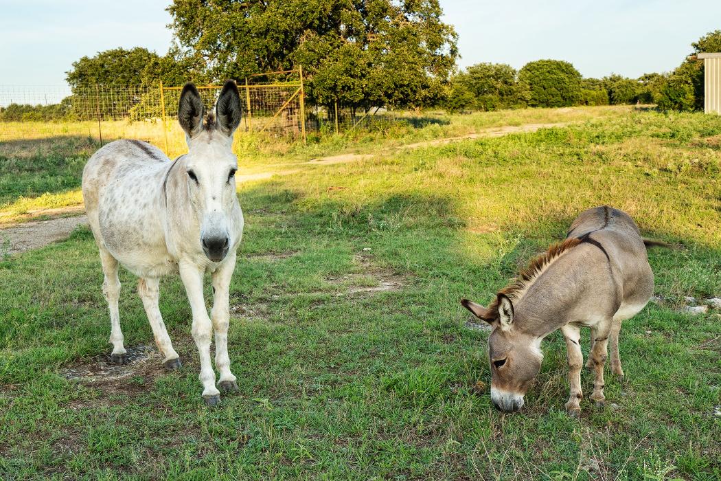 Alta Loma Transformational Services - Georgetown, TX