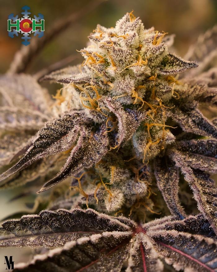 High Country Healing - Beaver Creek, CO