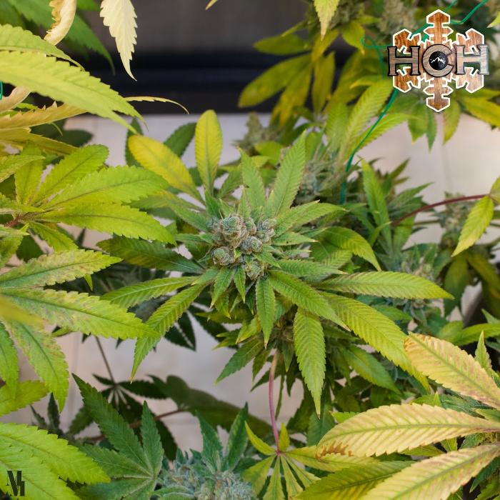 High Country Healing - Beaver Creek, CO