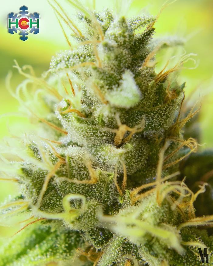 High Country Healing - Beaver Creek, CO