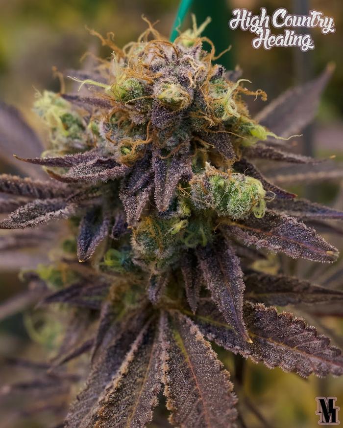 High Country Healing - Beaver Creek, CO