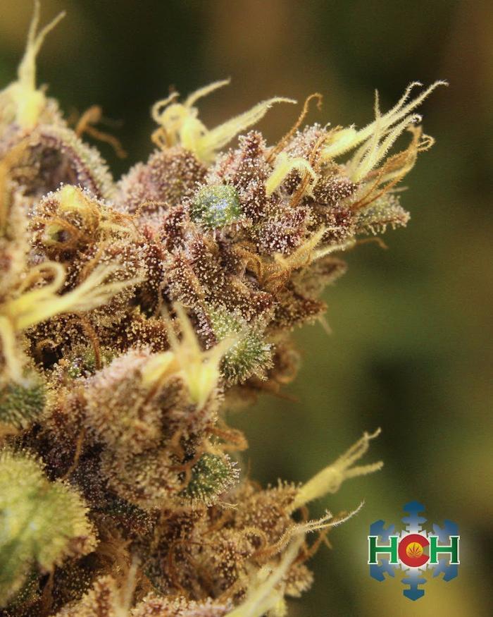 High Country Healing - Beaver Creek, CO