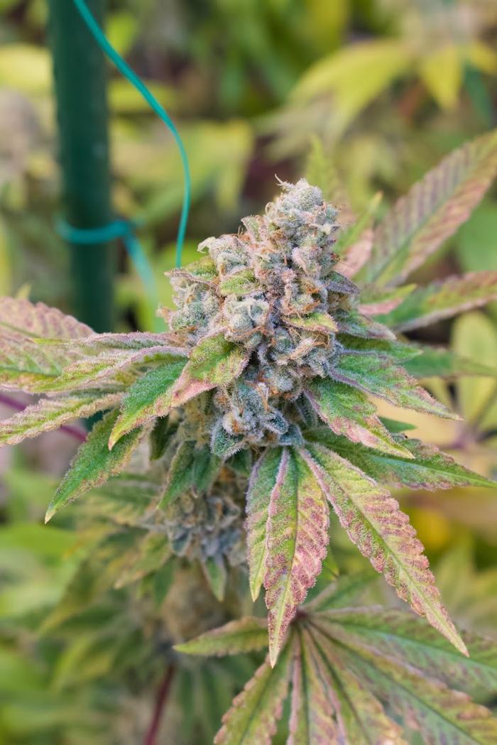 High Country Healing - Beaver Creek, CO