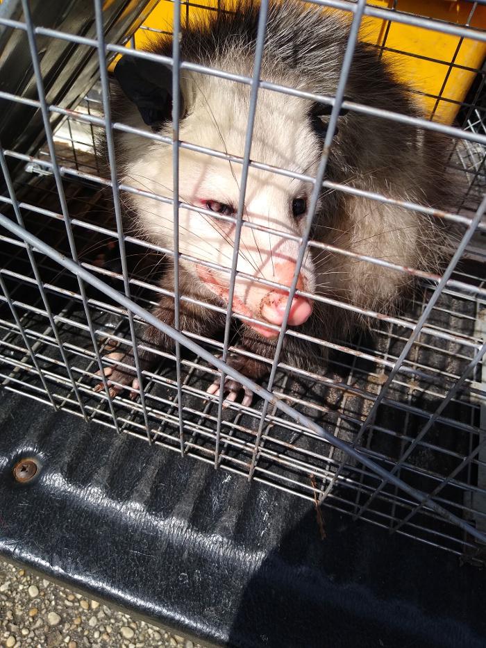 Resolve Pest Management - Bayville, NJ