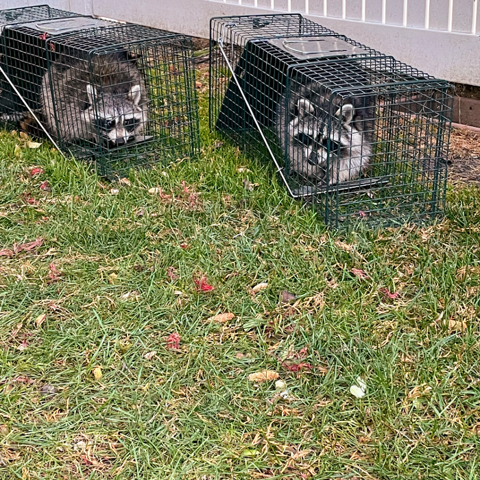 Resolve Pest Management - Bayville, NJ