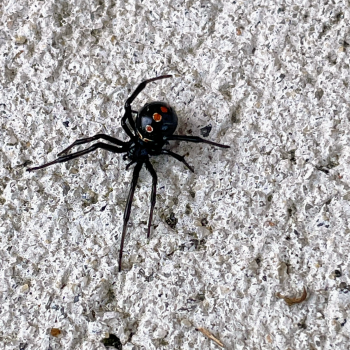 Resolve Pest Management - Bayville, NJ