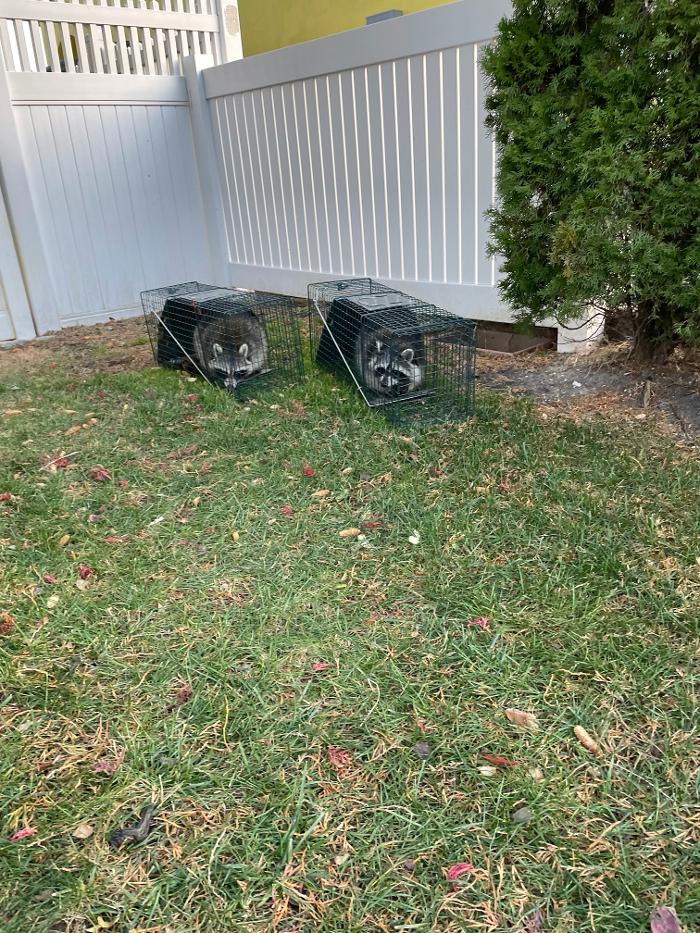 Resolve Pest Management - Bayville, NJ