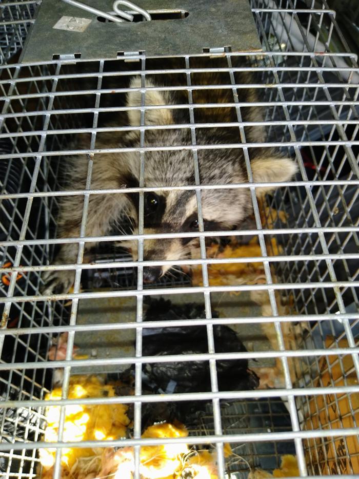 Resolve Pest Management - Bayville, NJ