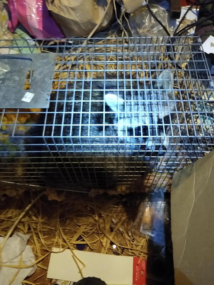 Resolve Pest Management - Bayville, NJ