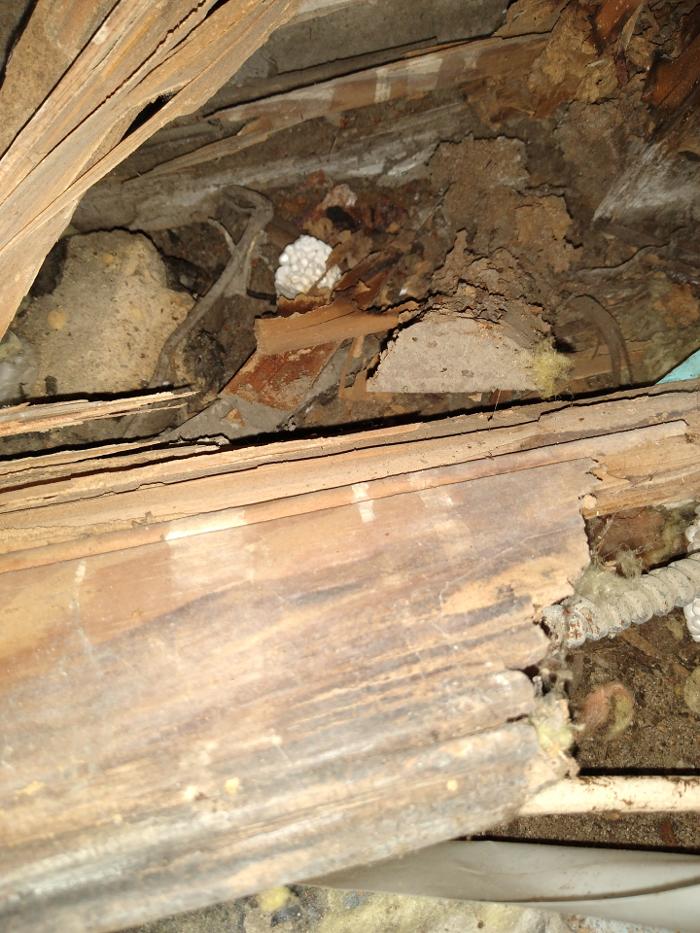 Resolve Pest Management - Bayville, NJ