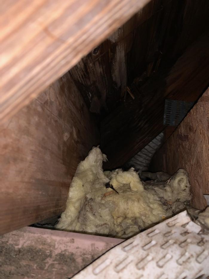 Resolve Pest Management - Bayville, NJ