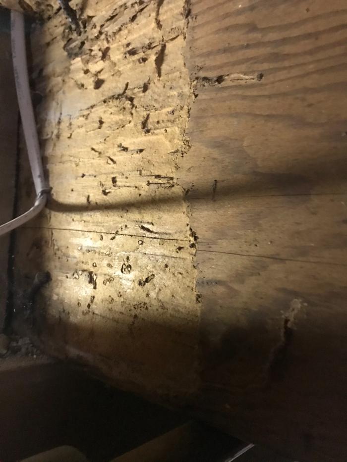 Resolve Pest Management - Bayville, NJ