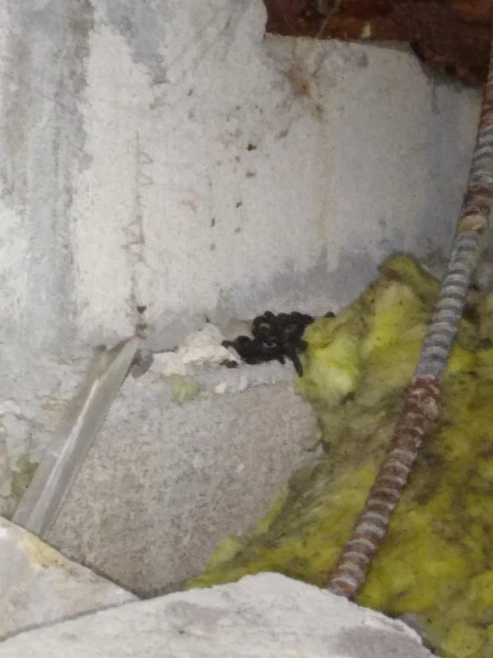 Resolve Pest Management - Bayville, NJ
