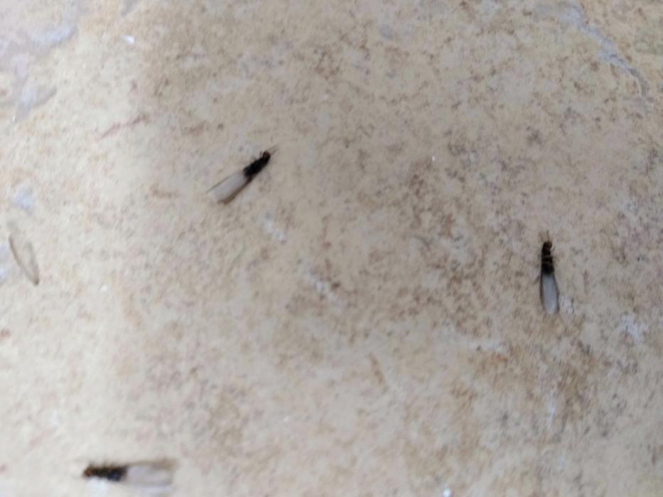 Resolve Pest Management - Bayville, NJ