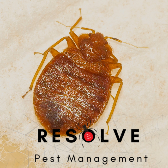 Resolve Pest Management - Bayville, NJ