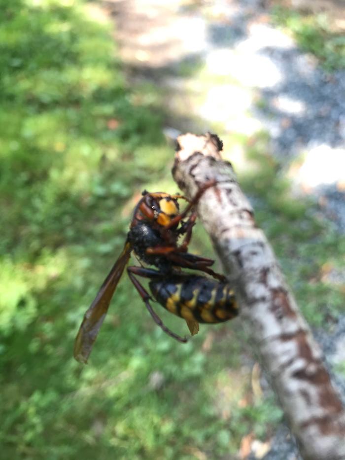Resolve Pest Management - Bayville, NJ