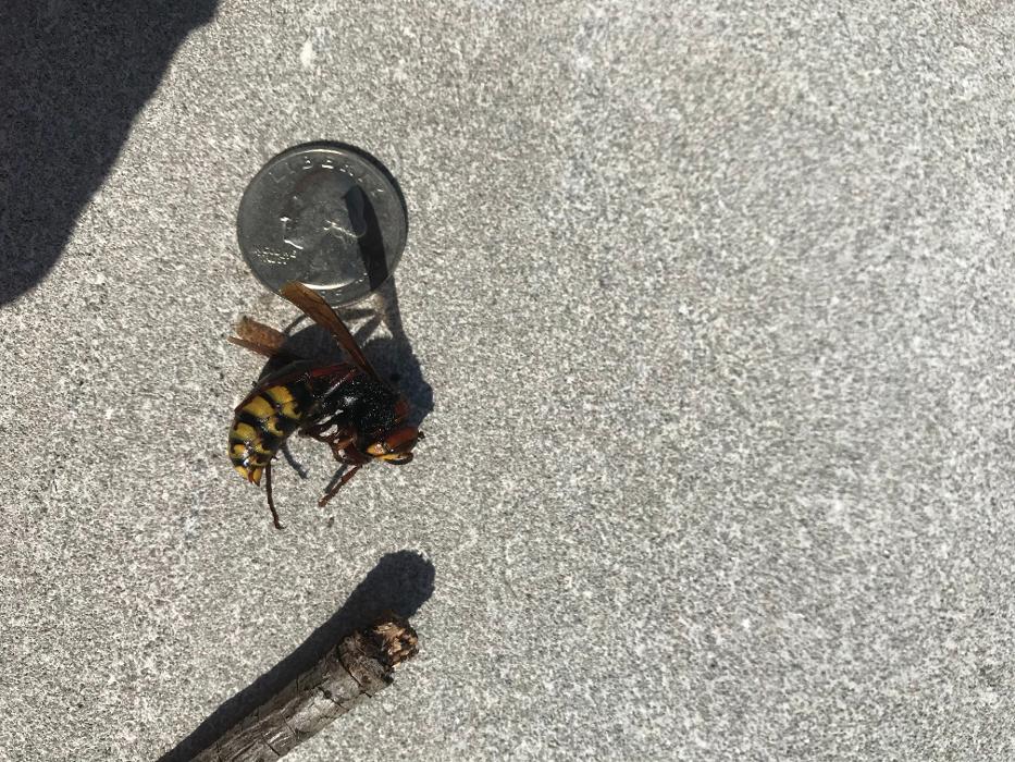 Resolve Pest Management - Bayville, NJ