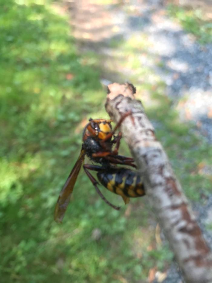 Resolve Pest Management - Bayville, NJ