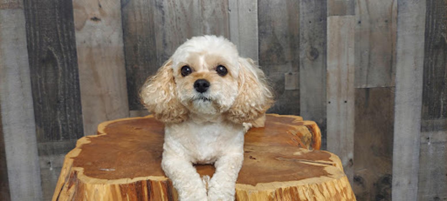 Curl and Pearl Dog Grooming - Allen, TX