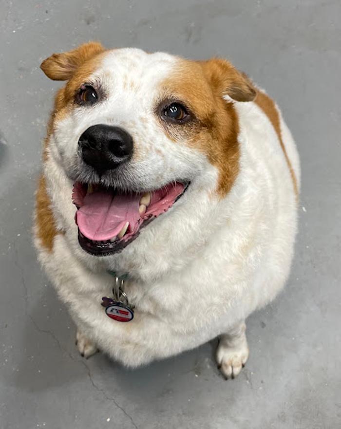 Curl and Pearl Dog Grooming - Allen, TX