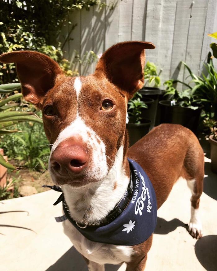 Escobar Dog Training - Inglewood, CA