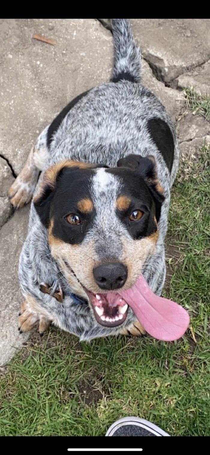 Escobar Dog Training - Inglewood, CA