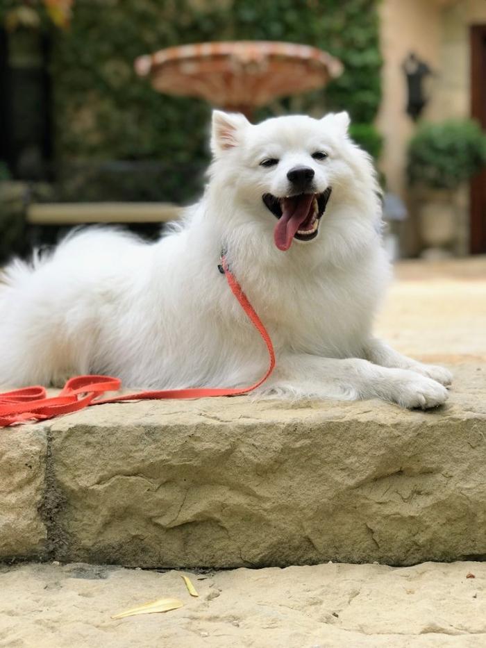 Escobar Dog Training - Inglewood, CA