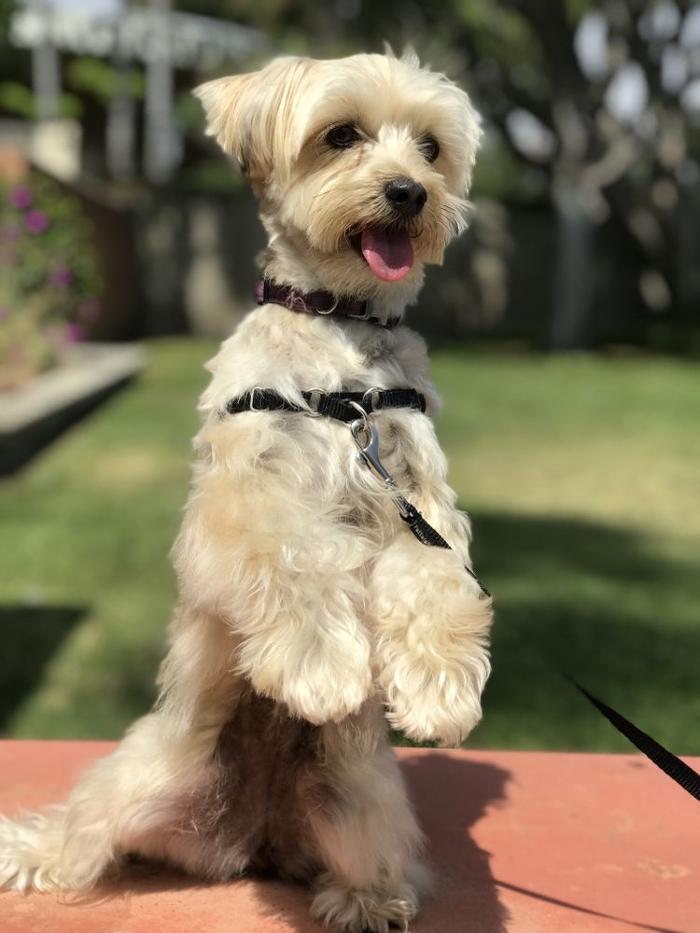 Escobar Dog Training - Inglewood, CA