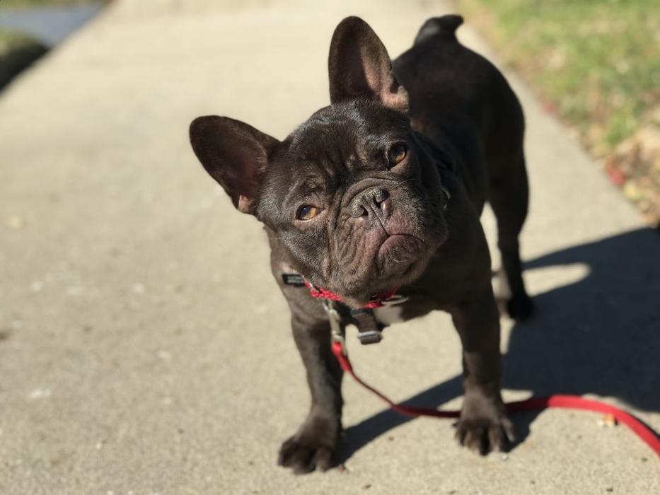 Escobar Dog Training - Inglewood, CA