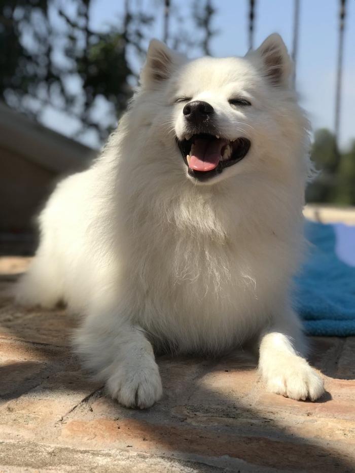Escobar Dog Training - Inglewood, CA