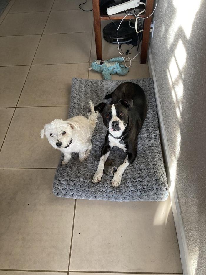 Escobar Dog Training - Inglewood, CA
