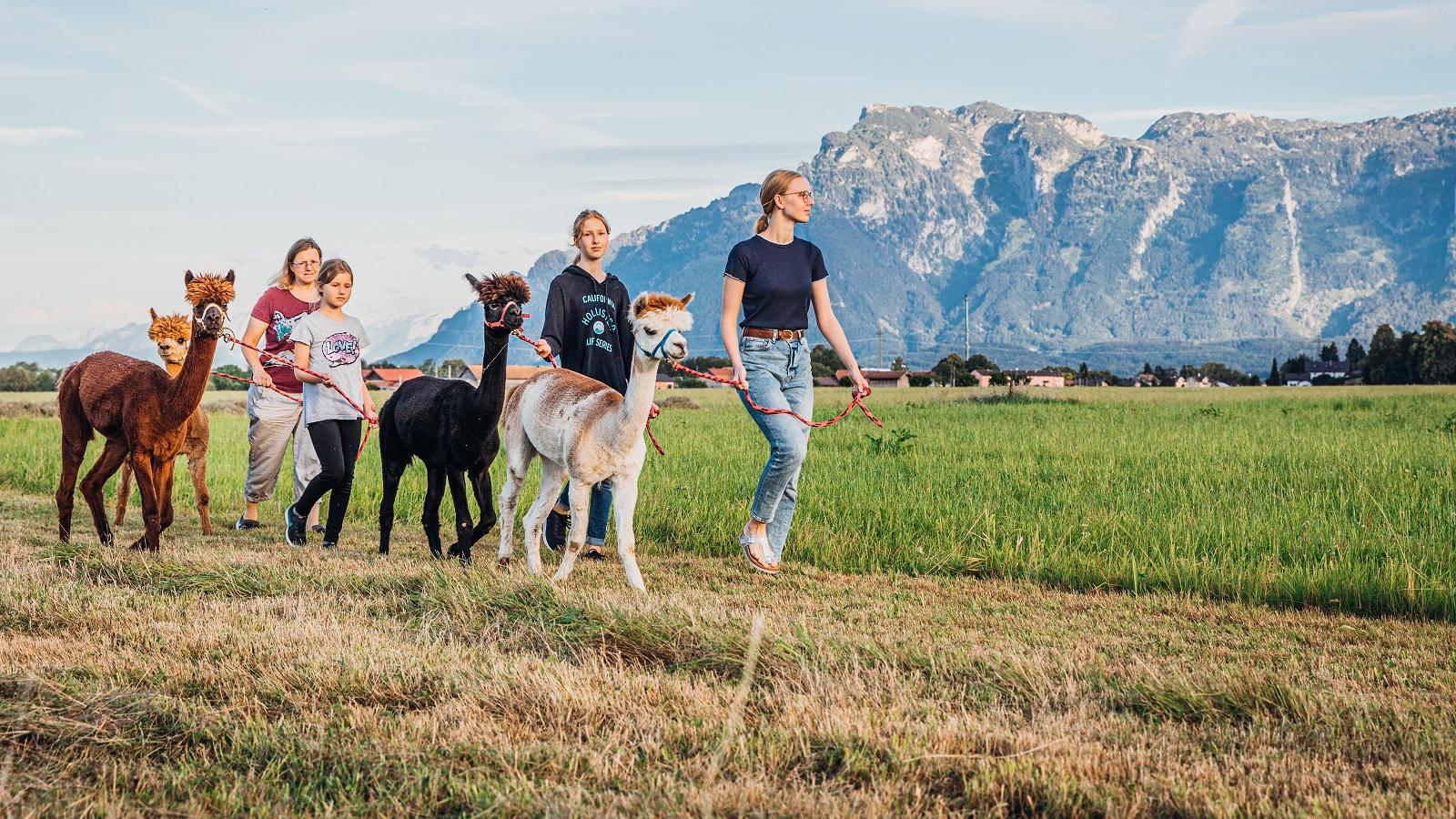 Ainring Alpakas, Breitwiese in Ainring