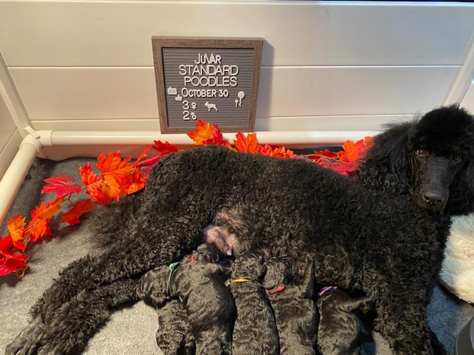 JuVar Standard Poodles